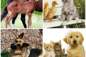 animaux